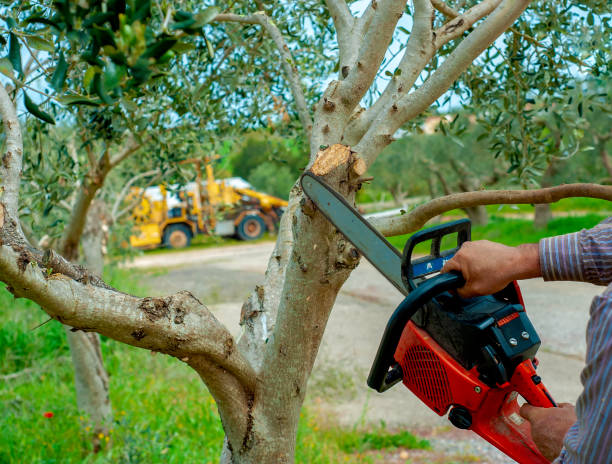 Best Large Tree Removal  in White Center, WA